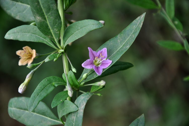 SAFLAX Garden in the bag - Gojibeere - Lycium chinensis - 200 Samen - Mit Anzuchtsubstrat im praktischen, selbst aufstellenden Beutel