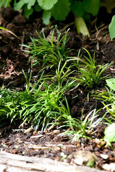 Ophiopogon japonicus 'Minor', Schlangenbart, ca. 9x9 cm Topf