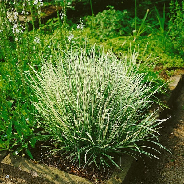 Arrhenatherum elatius ssp. bulbosum 'Variegatum', Ziergras, ca. 9x9 cm Topf