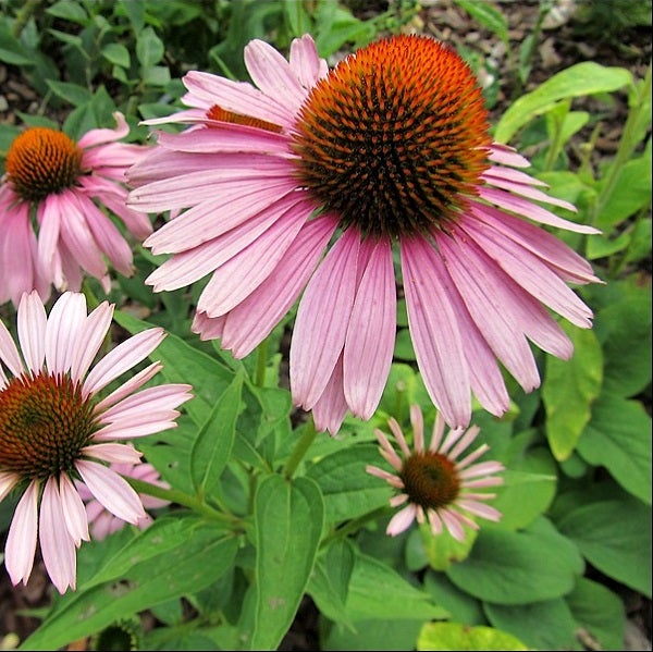 Nahaufnahme von rosafarbenen Sonnenhutblüten im Garten.