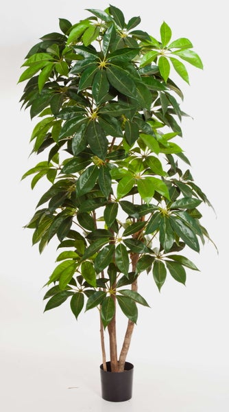 Zimmerpflanze Schefflera im schwarzen Topf mit vielen grünen Blättern.