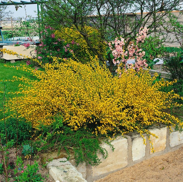 Cytisus praecox 'Allgold', Besenginster, leuchtend gelb, 40–60 cm