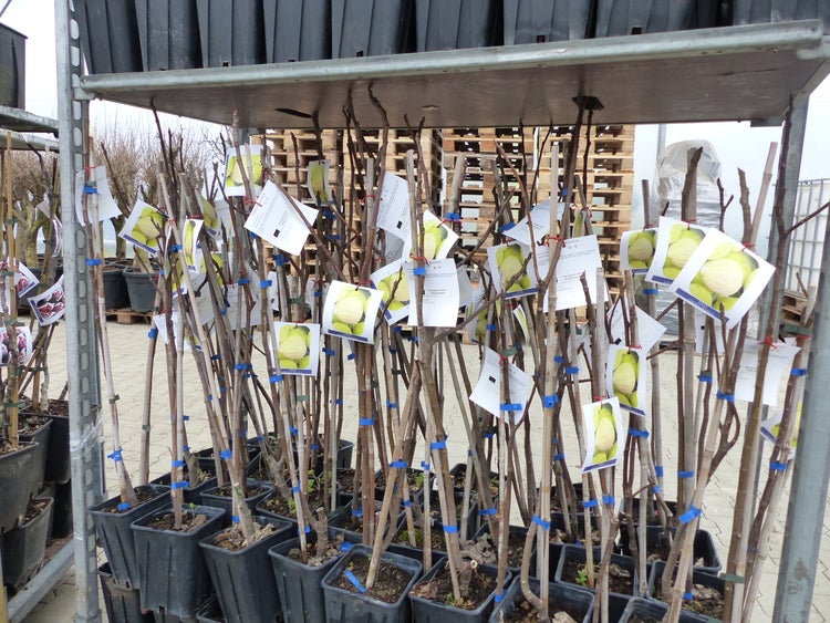 Feigenbaum 100 cm Obstbaum winterhart Ficus Carica, Feige, Obst