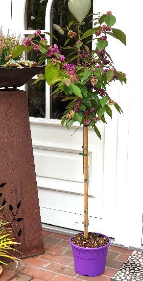 Callicarpa bodinieri 'Profusion' - Stämmchen 80 cm, Schönfrucht, Liebesperlenstrauch, Gesamthöhe: 130-140
