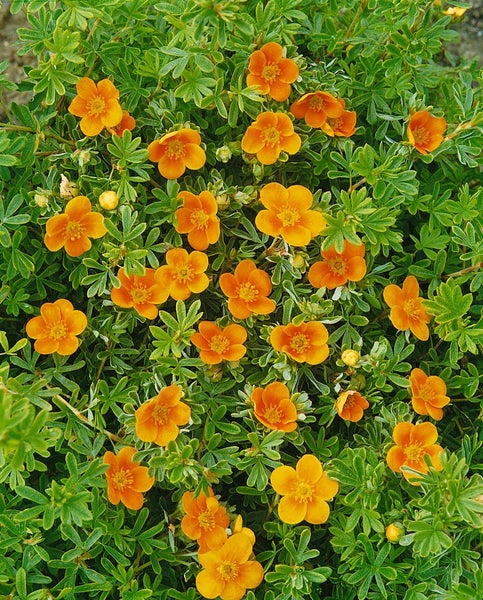Potentilla fruticosa 'Bella Sol', Fingerstrauch, gelb-orange, 25–30 cm
