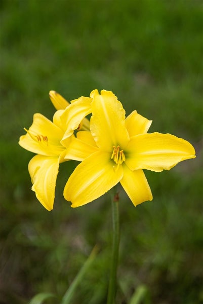 Hemerocallis x cult. 'Corky', Taglilie, gelb, ca. 11x11 cm Topf