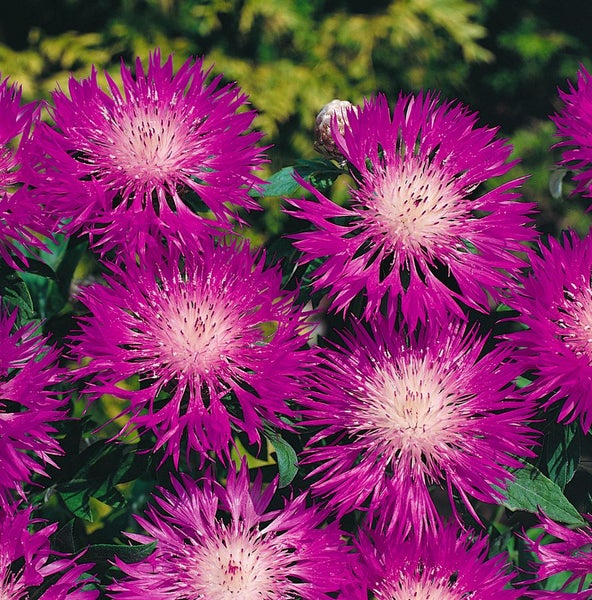Centaurea pulcherrima, Flockenblume, rosa, ca. 9x9 cm Topf