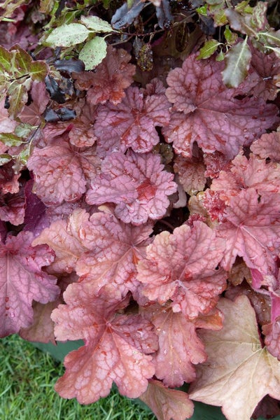Heuchera villosa 'Berry Smoothie', Purpurglöckchen, rosa, ca. 11x11 cm Topf