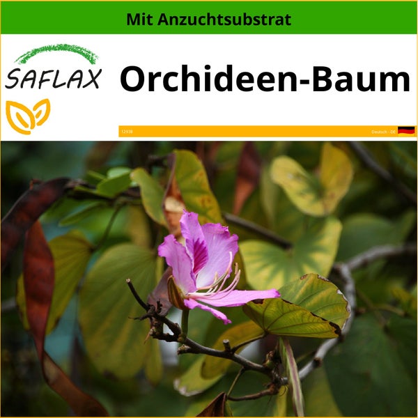 SAFLAX  - Orchideen-Baum - Bauhinia variegata - 8 Samen - Mit keimfreiem Anzuchtsubstrat