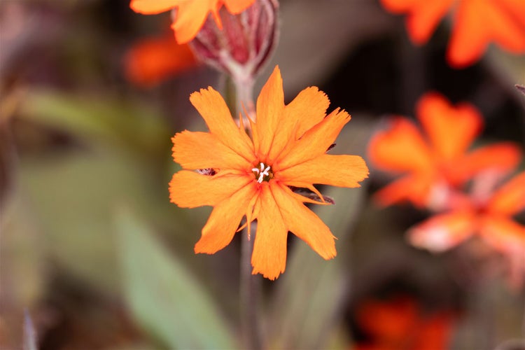 Lychnis x arkwrightii 'Vesuvius', leuchtend orange, ca. 9x9 cm Topf