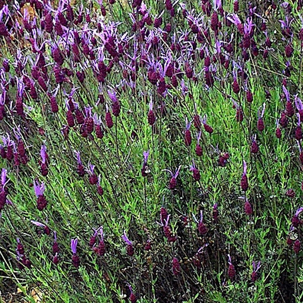 Lavendelbusch mit violetten Blüten