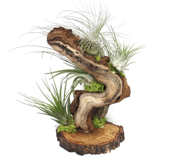 Tillandsien auf Wurzelbaum - gross - 5 Pflanzen