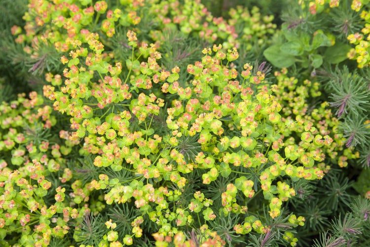 Euphorbia polychroma, Gold-Wolfsmilch, ca. 9x9 cm Topf