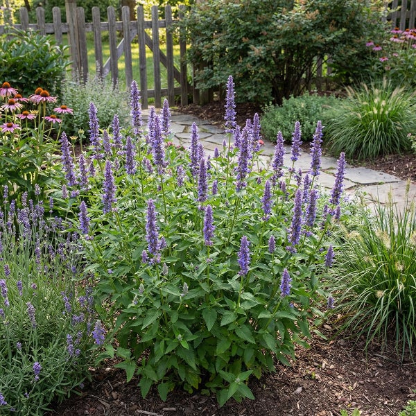 Blühende Duftnessel Agastache mit violetten Blütenähren in einem sonnigen Garten mit Steinpfad, Lavendel und Holzzaun.
