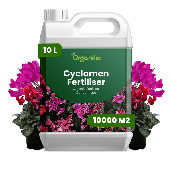 Organifer Alpenveilchen-Dünger Konzentrat, 10 Liter, organischer Dünger für bis zu 10000 Quadratmeter.