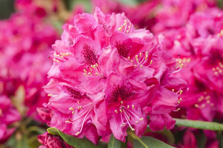 Nahaufnahme einer rosa Rhododendronblüte