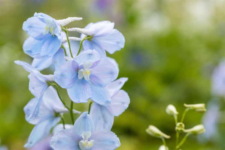 Delphinium Pacific 'Astolat', Rittersporn, rosa-lila, ca. 9x9 cm Topf