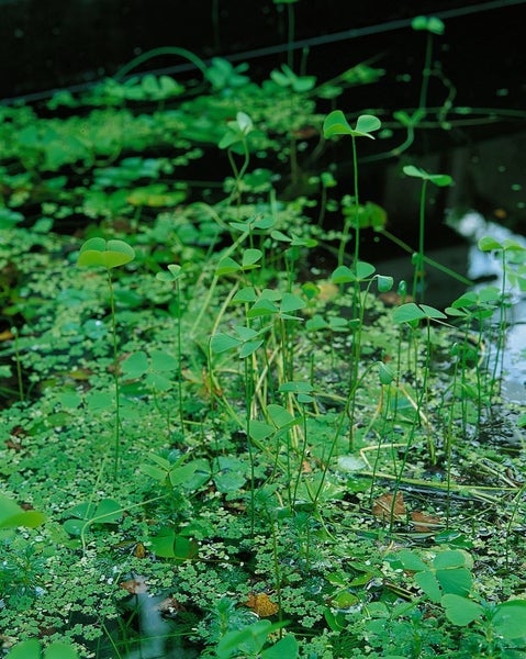Kleeartige Pflanzen im Wasser