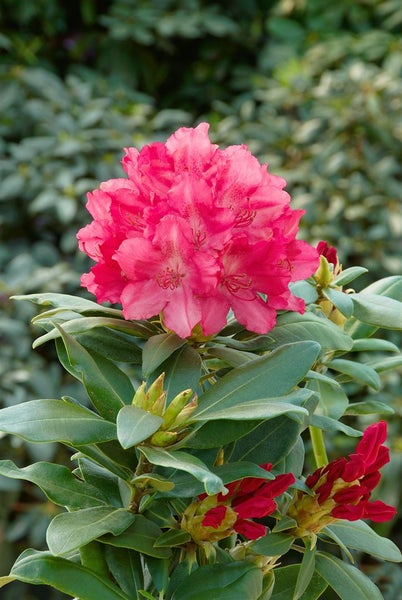 Rhododendron yakushimanum 'Astrid', Rhododendron, rot, 25–30 cm