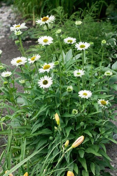 Gruppe blühender Rudbeckia Pflanzen mit weißen Blütenblättern