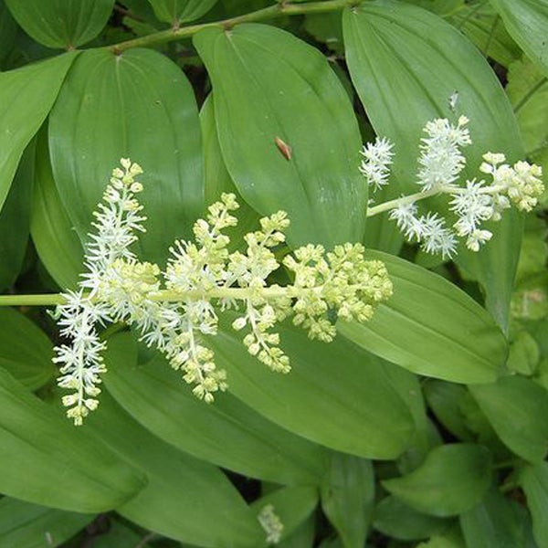 Echte Falsche Salomonssiegel Pflanze mit Blättern und Blüten