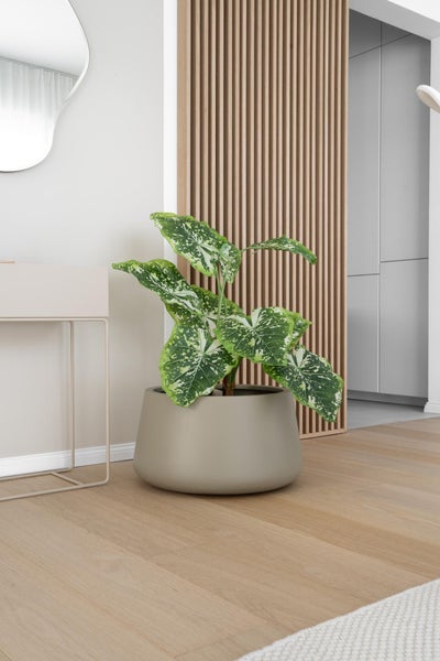 Großes, flaches Pflanzgefäß in Beige mit einer Kaladie in einem modernen, hellen Wohnraum mit Holzlamellenwand und Parkettboden.