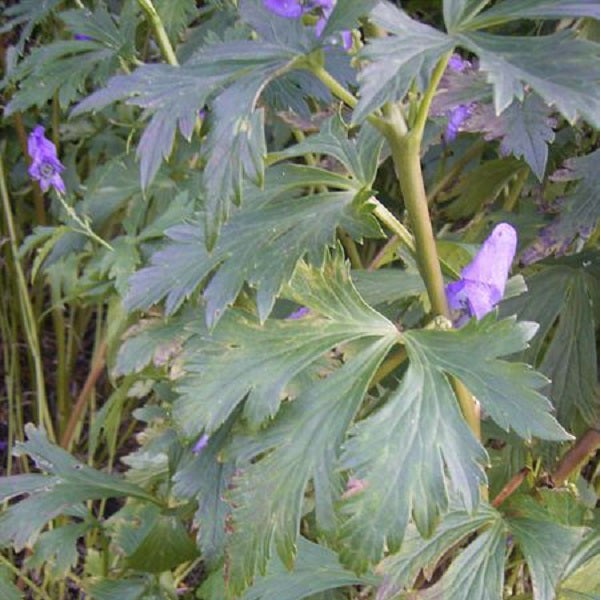 Nahaufnahme von Eisenhutblättern und Blüten