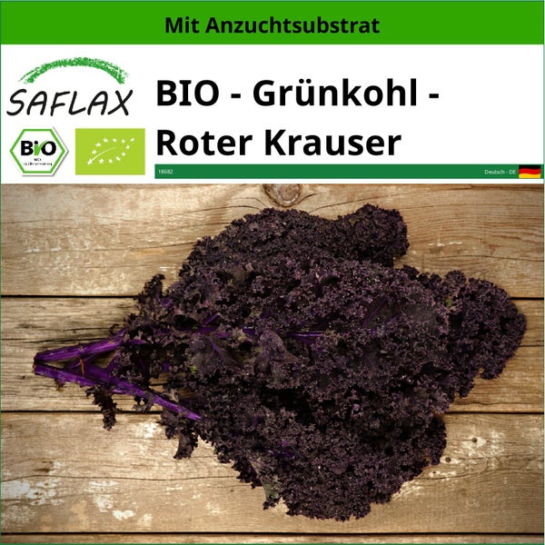 SAFLAX  - BIO - Grünkohl - Roter Krauser - Brassica oleracea var. sabellica - 50 Samen - Mit keimfreiem Anzuchtsubstrat