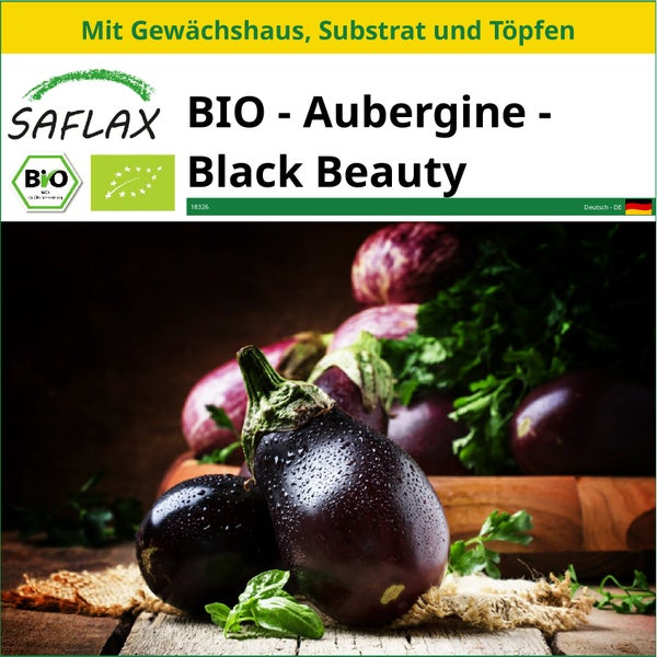 SAFLAX Anzucht Set - BIO - Aubergine - Black Beauty - Solanum melongena - 25 Samen - Mit Mini-Gewächshaus, Anzuchtsubstrat und 2 Töpfen