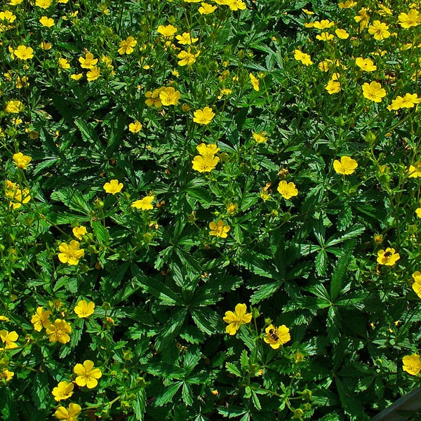 Blühende Gelbe Fingerkraut-Pflanze im Detail