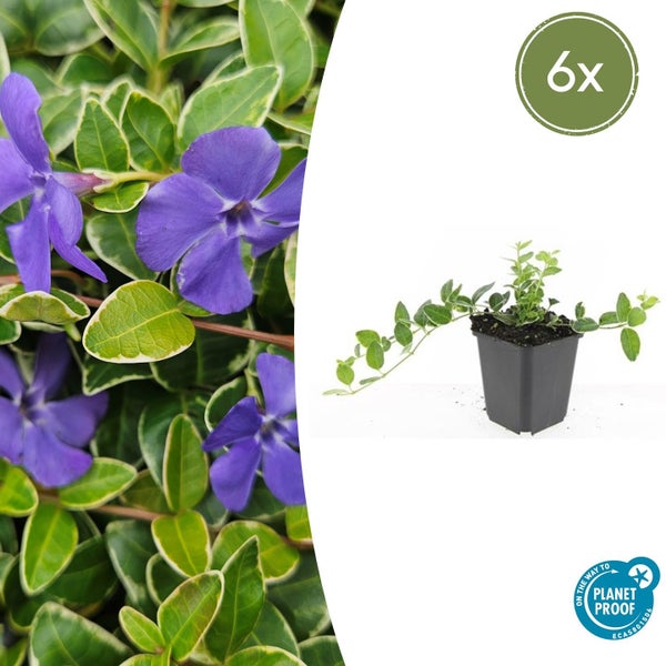 6er-Set Immergrün Vinca minor Variegata mit violetten Blüten und hell umrandeten Blättern im Topf, inklusive Planet Proof Logo.