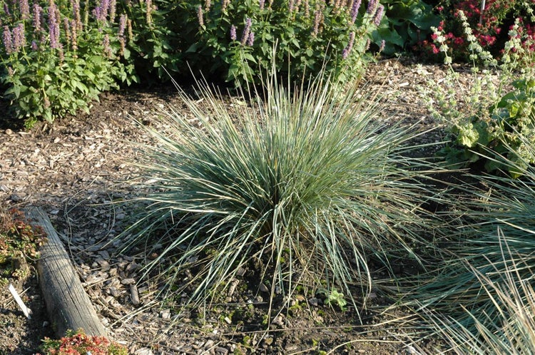 Helictotrichon sempervirens 'Saphirsprudel', Blaustrahlhafer, ca. 9x9 cm Topf