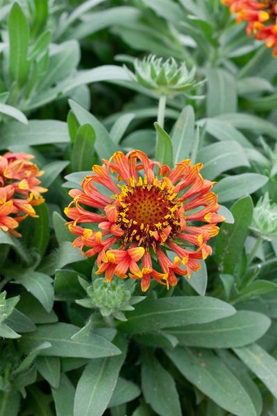 Gaillardia mit orangeroten Blütenblättern im Gartenbeet