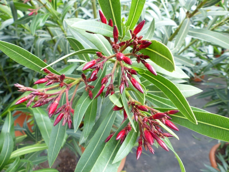 Oleander-Pflanze mit zahlreichen roten Blütenknospen und länglichen grünen Blättern.