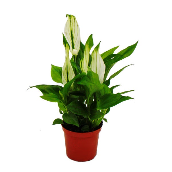 Mini-Spathiphyllum - Mini-Einblatt - 7cm Topf - Zimmerpflanze