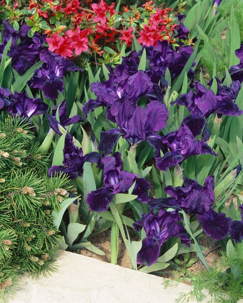 Nahaufnahme von dunkelvioletten Schwertlilien im Garten