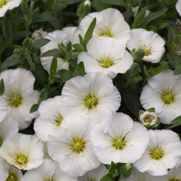 Nahaufnahme von weißen Ackerwindenblüten mit grünen Blättern