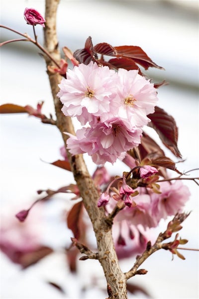 Prunus serrulata 'Royal Burgundy', Zierkirsche, dunkelrosa, 40–60 cm