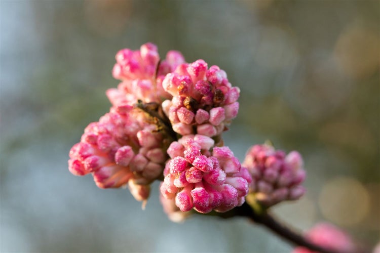 Viburnum bodnantense 'Charles Lamont', Duft-Schneeball, rosa, 60–80 cm