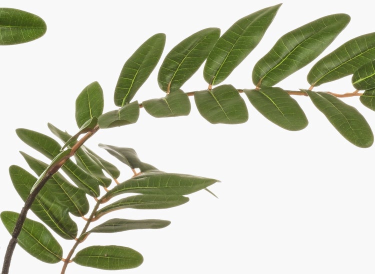 Zweig einer Pflanze mit grünen, ovalen Blättern und sichtbaren Blattadern.