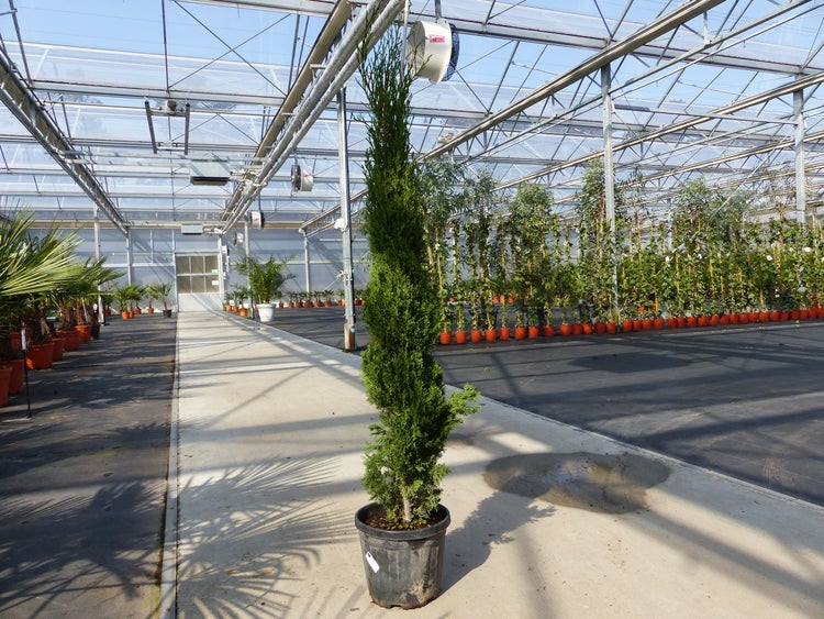 Mehrere hohe, säulenförmige Mittelmeer-Zypressen in Pflanztöpfen auf einer Kiesfläche im Außenbereich.