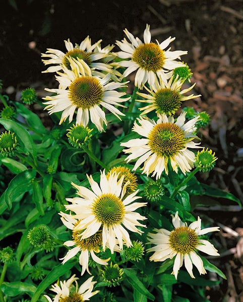 Echinacea purpurea 'Kim's Mophead', Sonnenhut, rosa, ca. 11x11 cm Topf