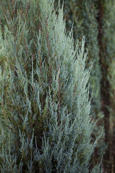 Juniperus scopulorum 'Blue Arrow', Säulenwacholder, blaugrün, 60–80 cm