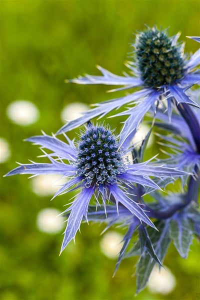 Eryngium planum, Flachblatt-Mannstreu, stahlblau, ca. 9x9 cm Topf