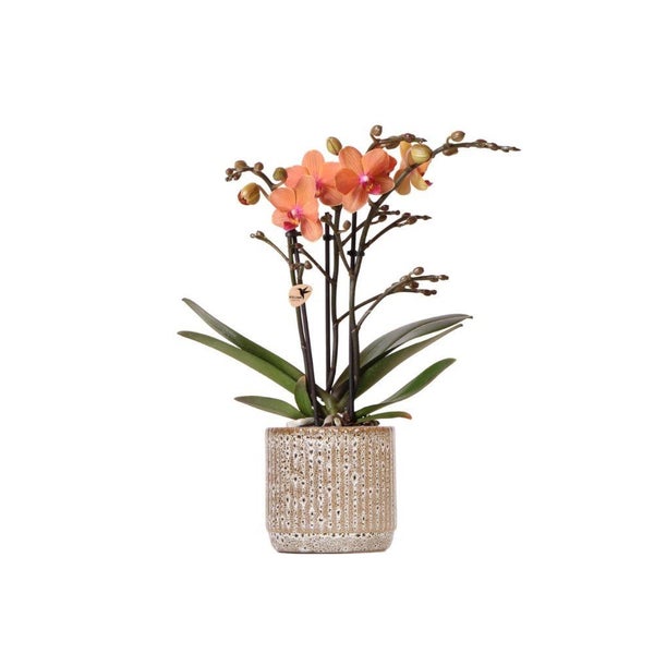 Phalaenopsis Orchidee mit orangefarbenen Blüten in einem strukturierten Keramiktopf.