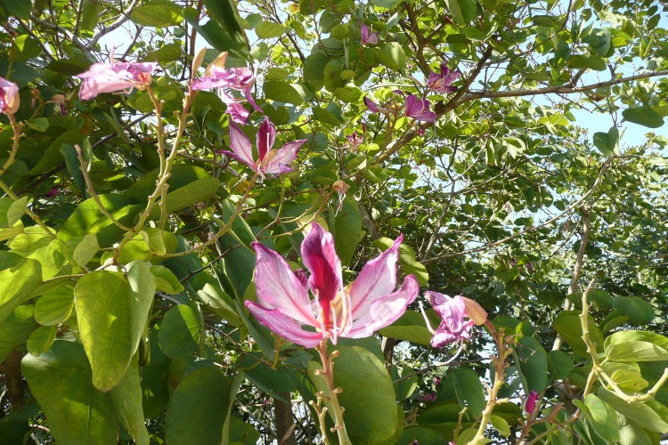 SAFLAX Anzucht Set - Orchideen-Baum - Bauhinia variegata - 8 Samen - Mit Mini-Gewächshaus, Anzuchtsubstrat und 2 Töpfen