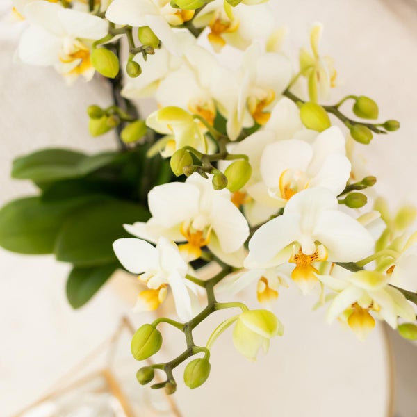 Kolibri Orchids Weiße Phalaenopsis-Orchidee Lausanne Topfgröße 9cm Blühende Zimmerpflanze frisch vom Züchter