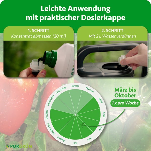 Infografik zur Anwendung: Konzentrat abmessen, mit 2 Liter Wasser verdünnen, von März bis Oktober einmal pro Woche anwenden. Purgrün Logo.