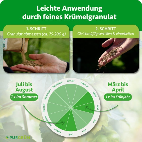 Infografik zur Anwendung von feinem Krümelgranulat. Abmessen von circa 75 bis 200 Gramm und Verteilen im Frühjahr und Sommer. Purgrün Logo.