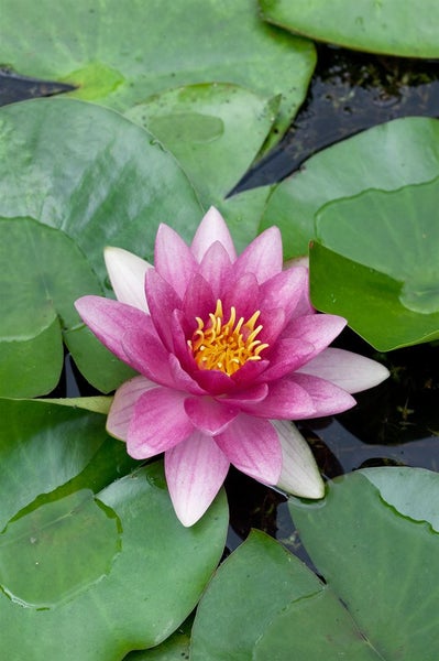 Nymphaea x cult.'Attraction', Seerose, rot, ca. 11x11 cm Topf